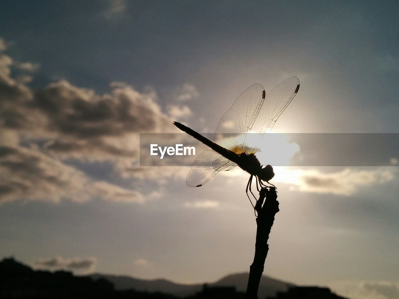 Silhouette of dragonfly