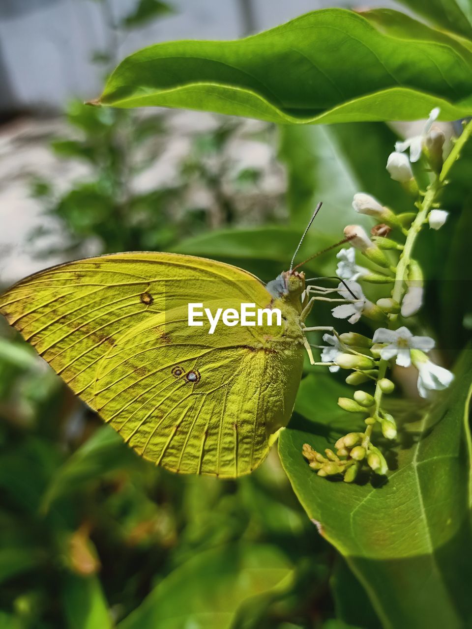 CLOSE-UP OF BUTTERFLY POLLINATING ON LEAVES