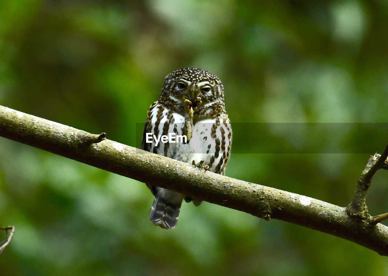 CLOSE-UP OF EAGLE PERCHING ON TREE