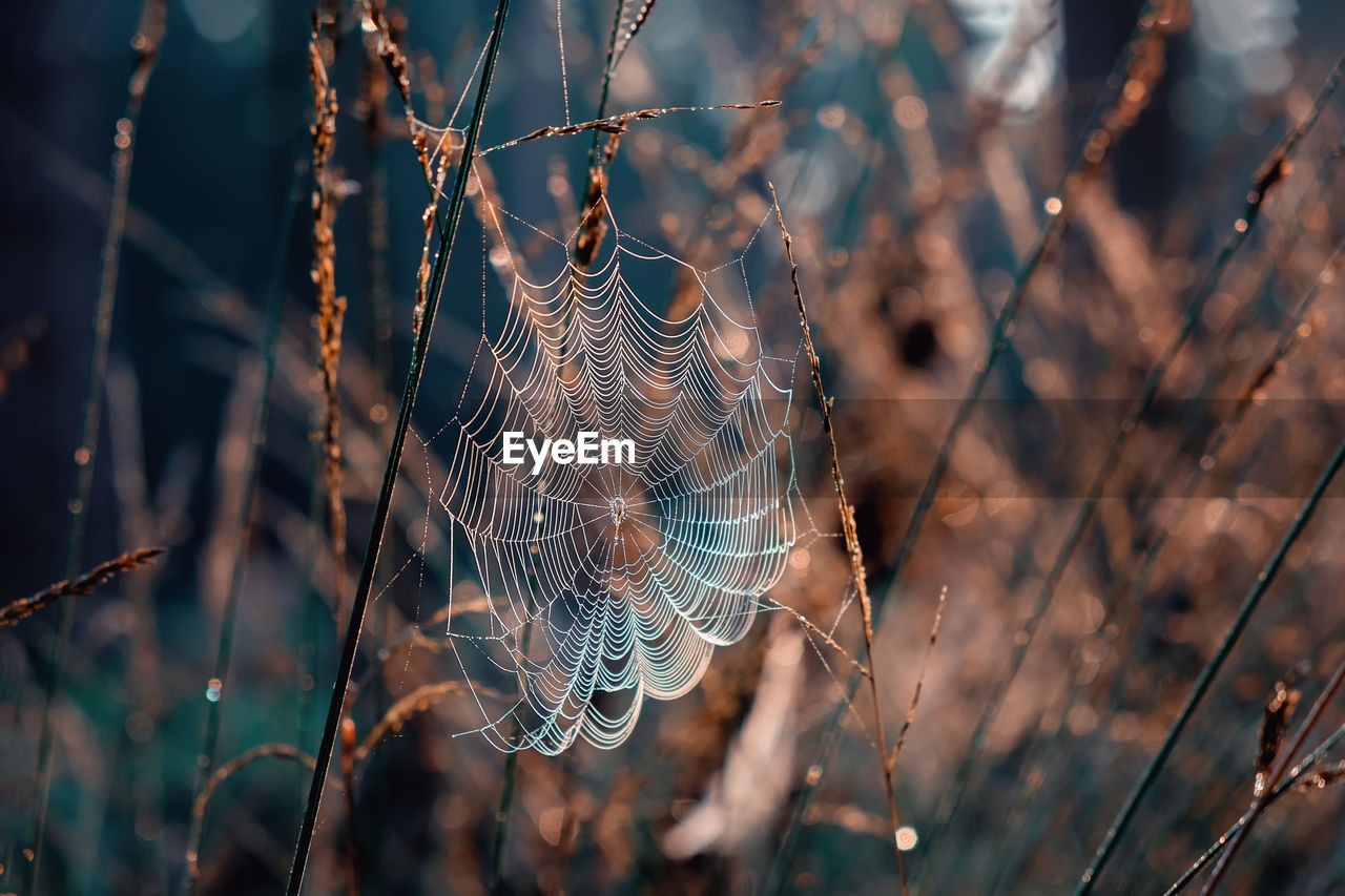 Close-up of spider web on plant