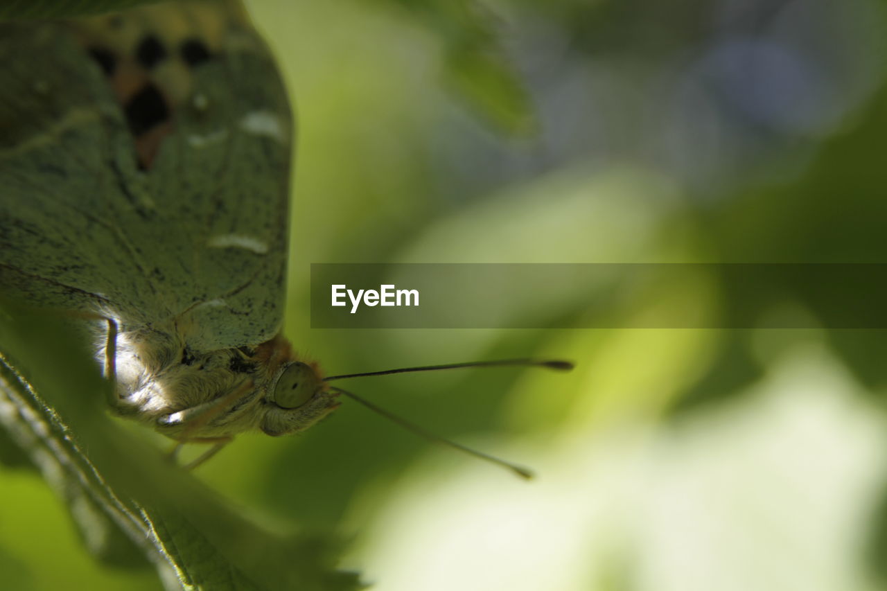 CLOSE-UP OF INSECT