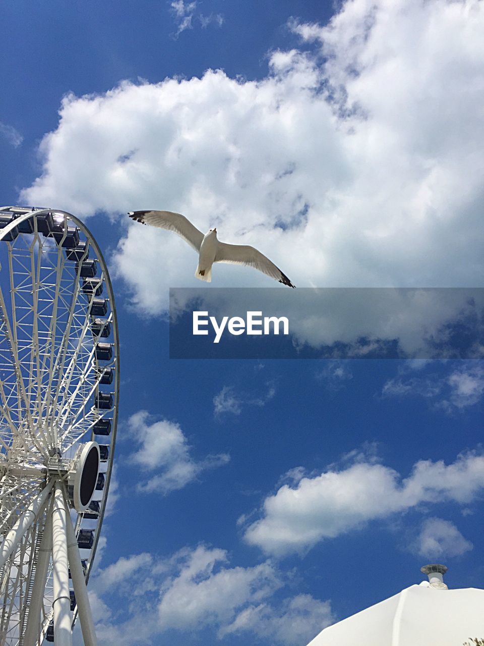 Low angle view of bird flying by ferris wheel against sky