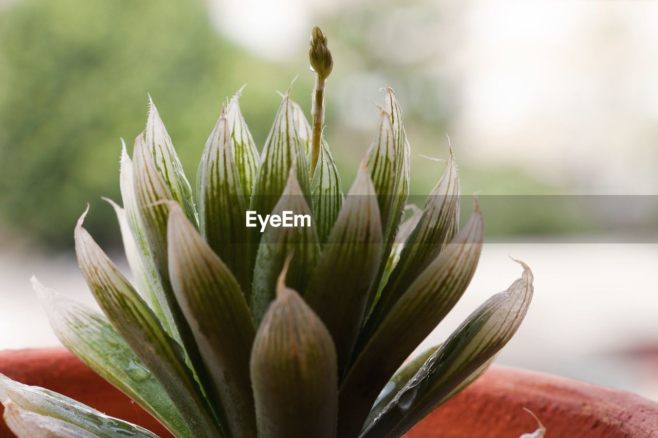 Close-up of flowering plant