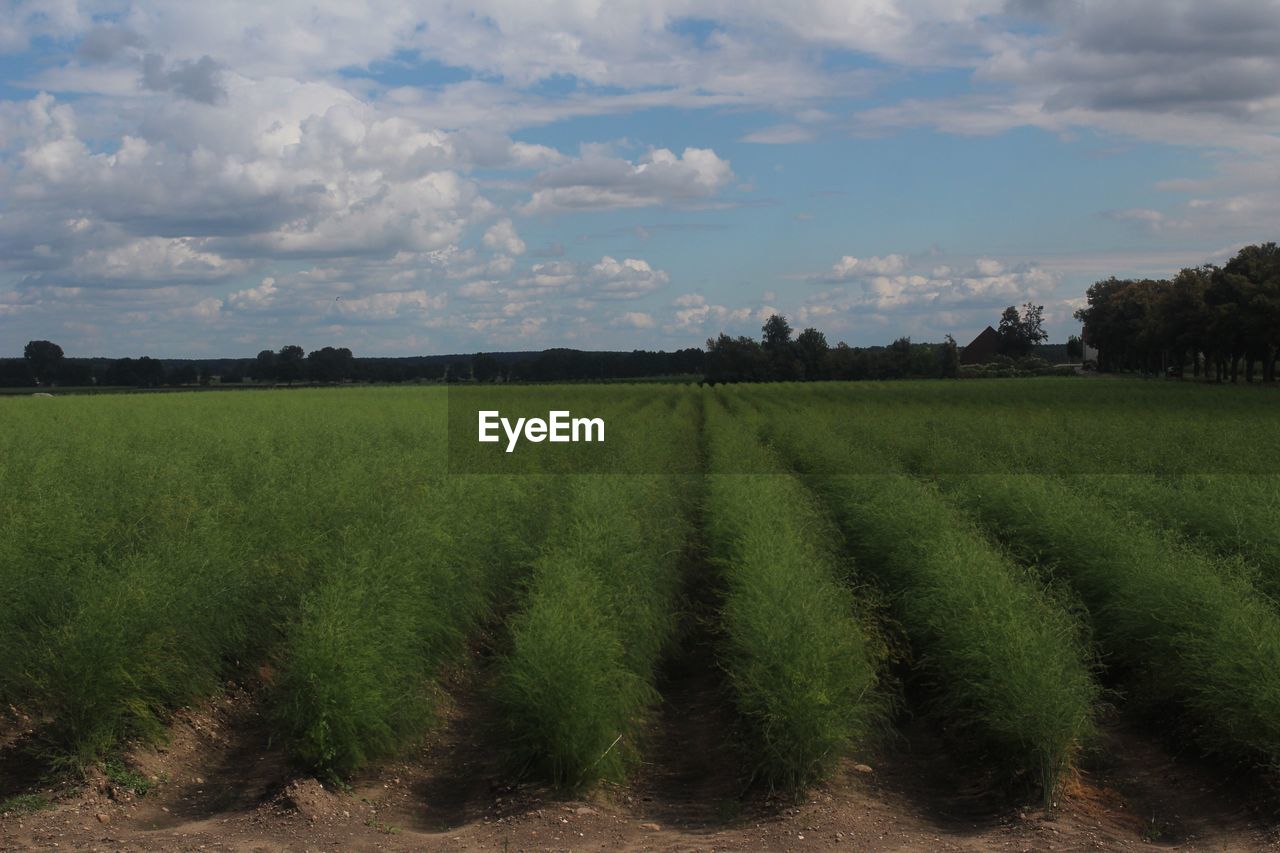 AGRICULTURAL FIELD AGAINST SKY