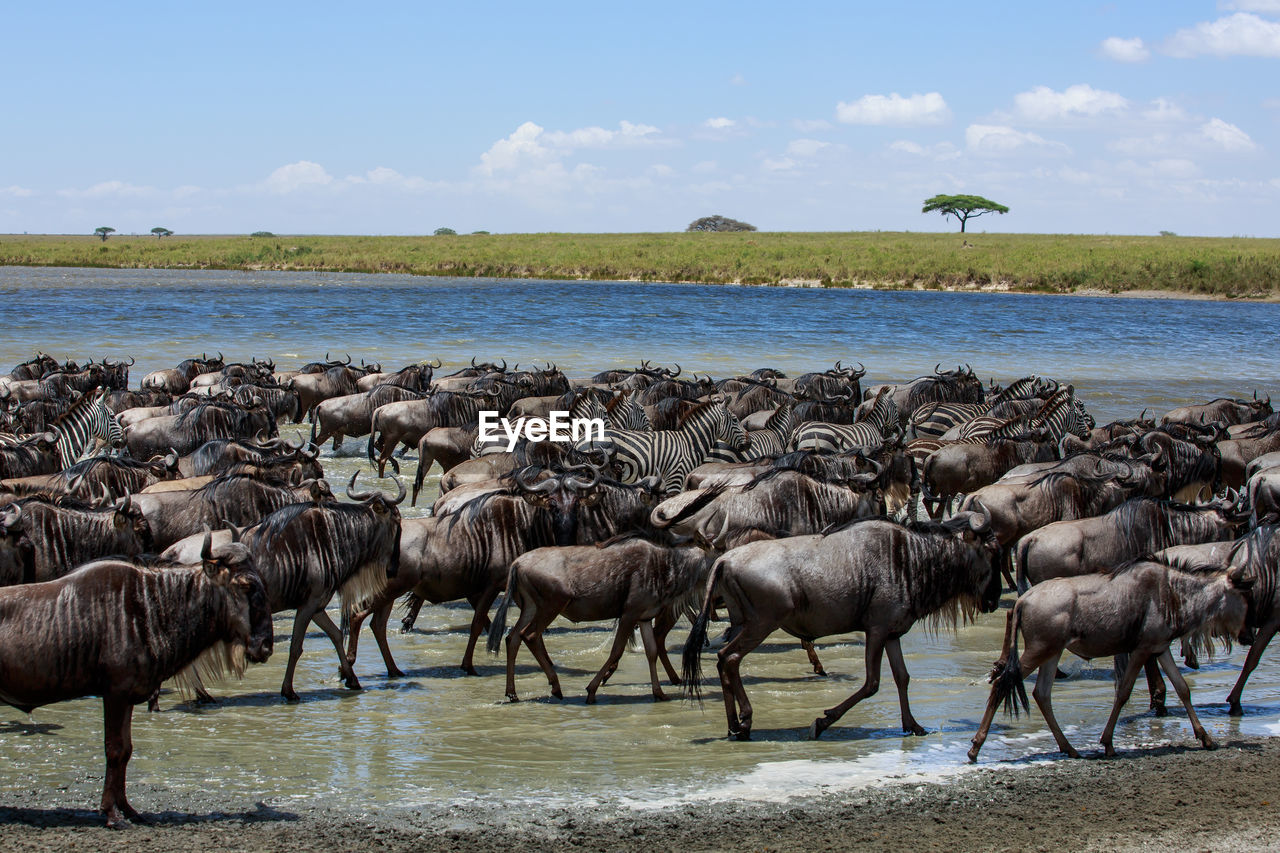 Wildebeests and zebras at lake