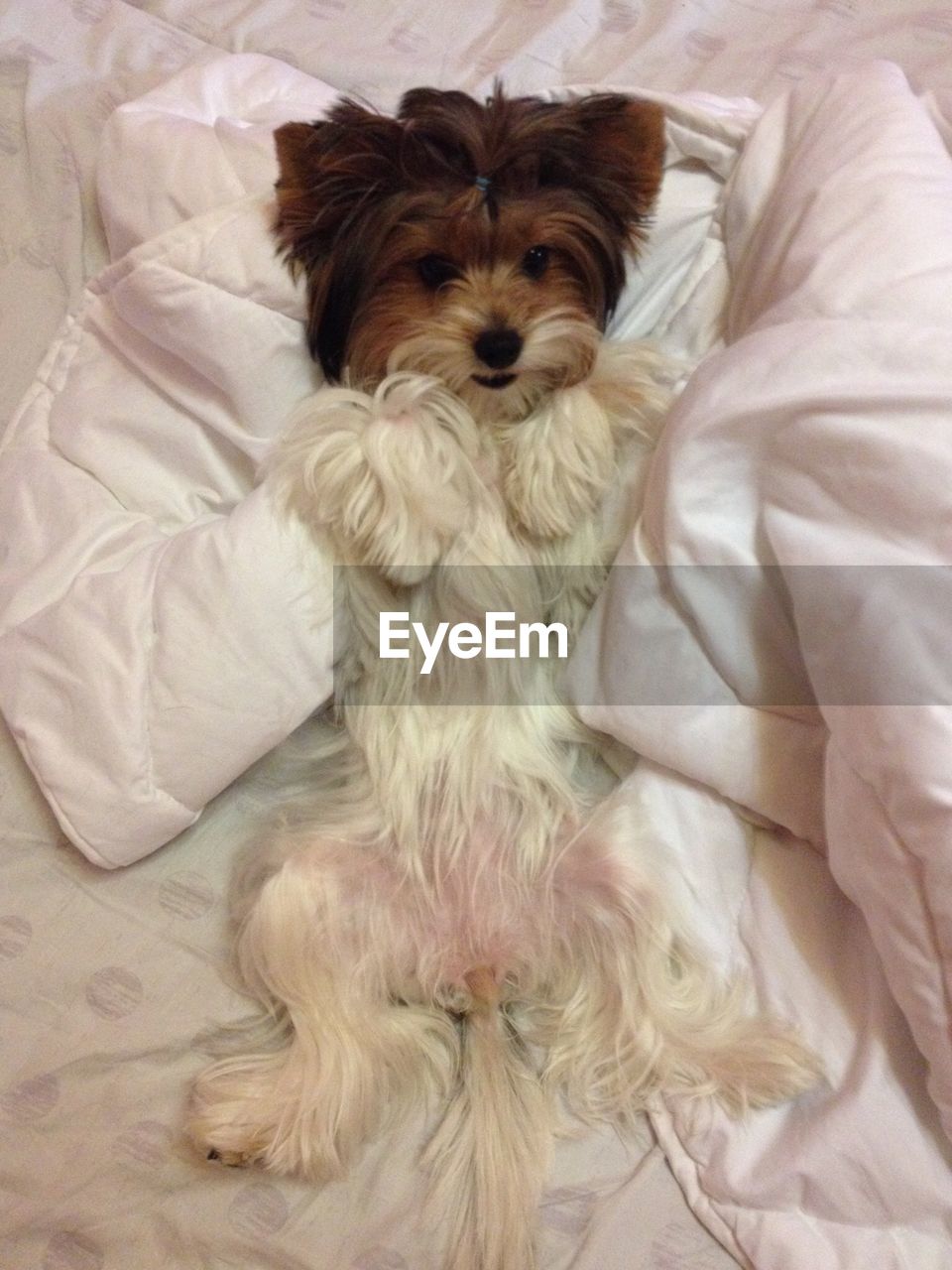 Directly above shot of dog lying on bed at home