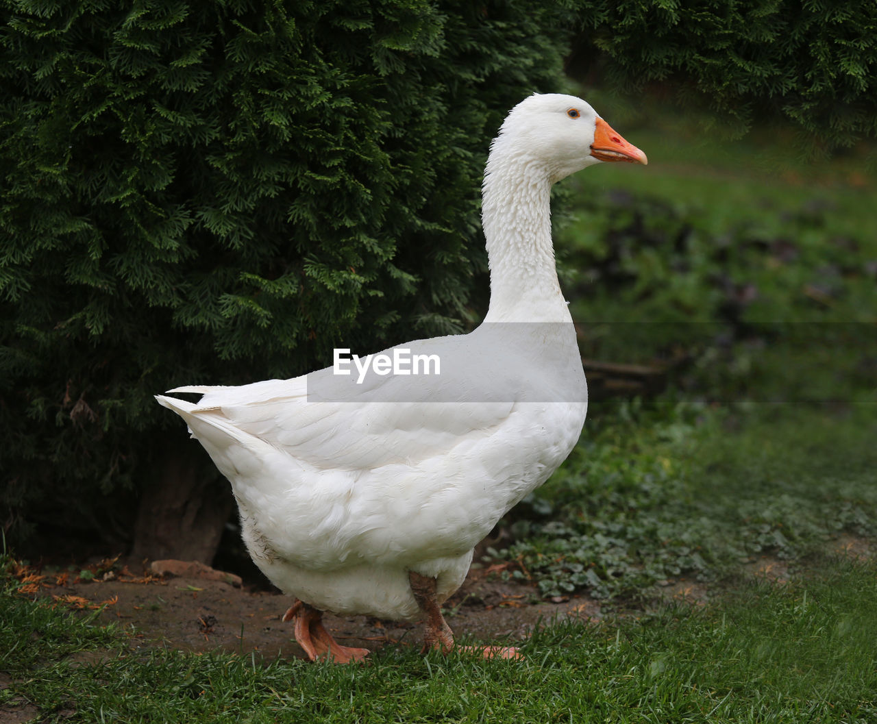 Close-up of duck on grassy field