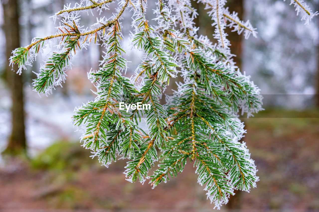 Frosty spruce branch in the forest