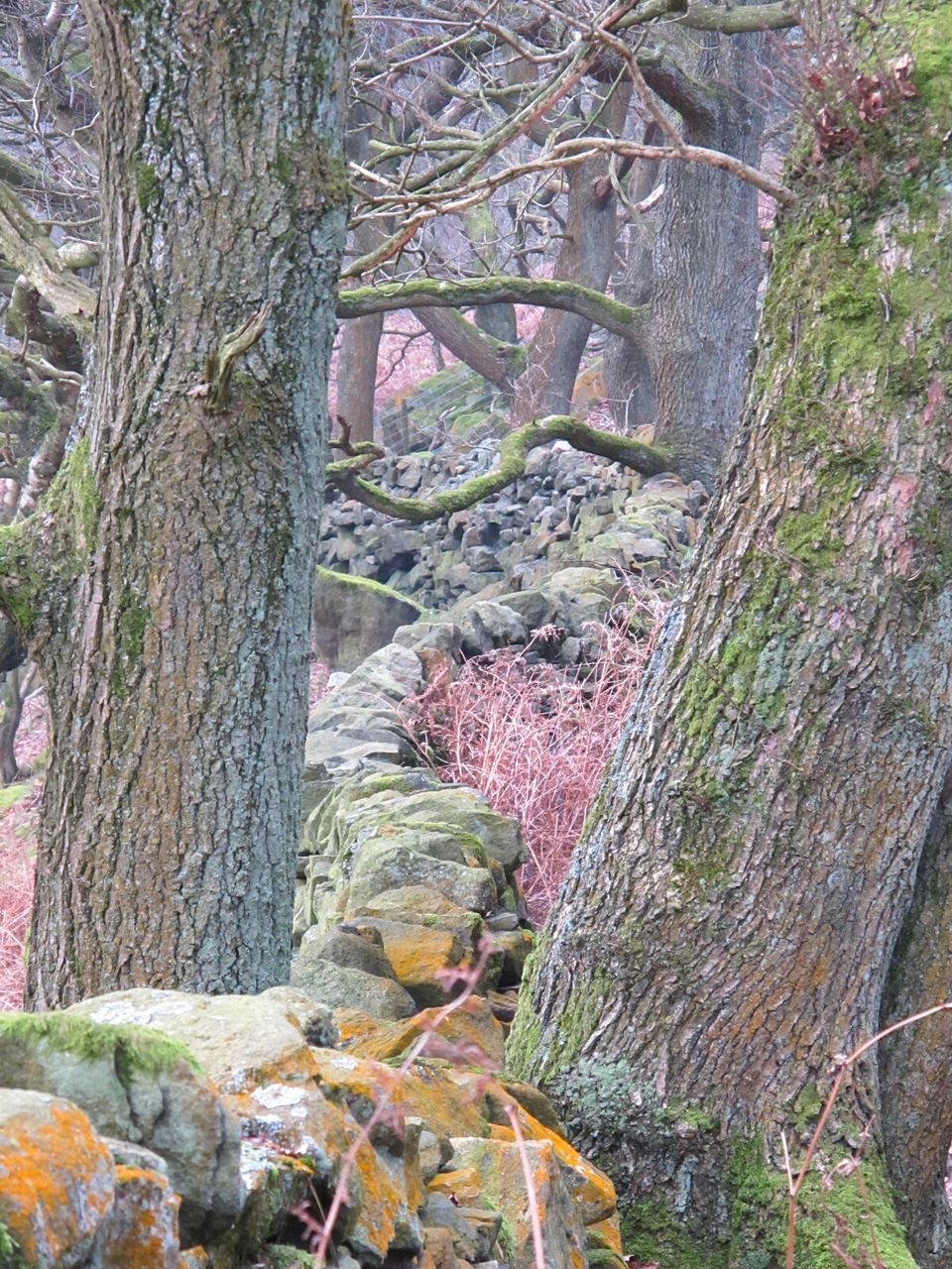 CLOSE-UP OF TREE TRUNKS IN FOREST