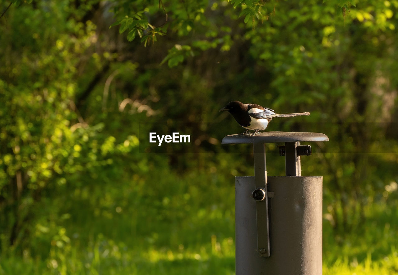 VIEW OF BIRD PERCHING ON A TREE