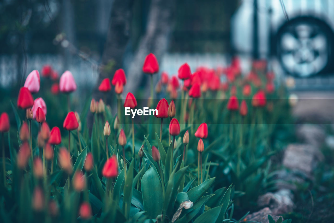 Close-up of red tulips