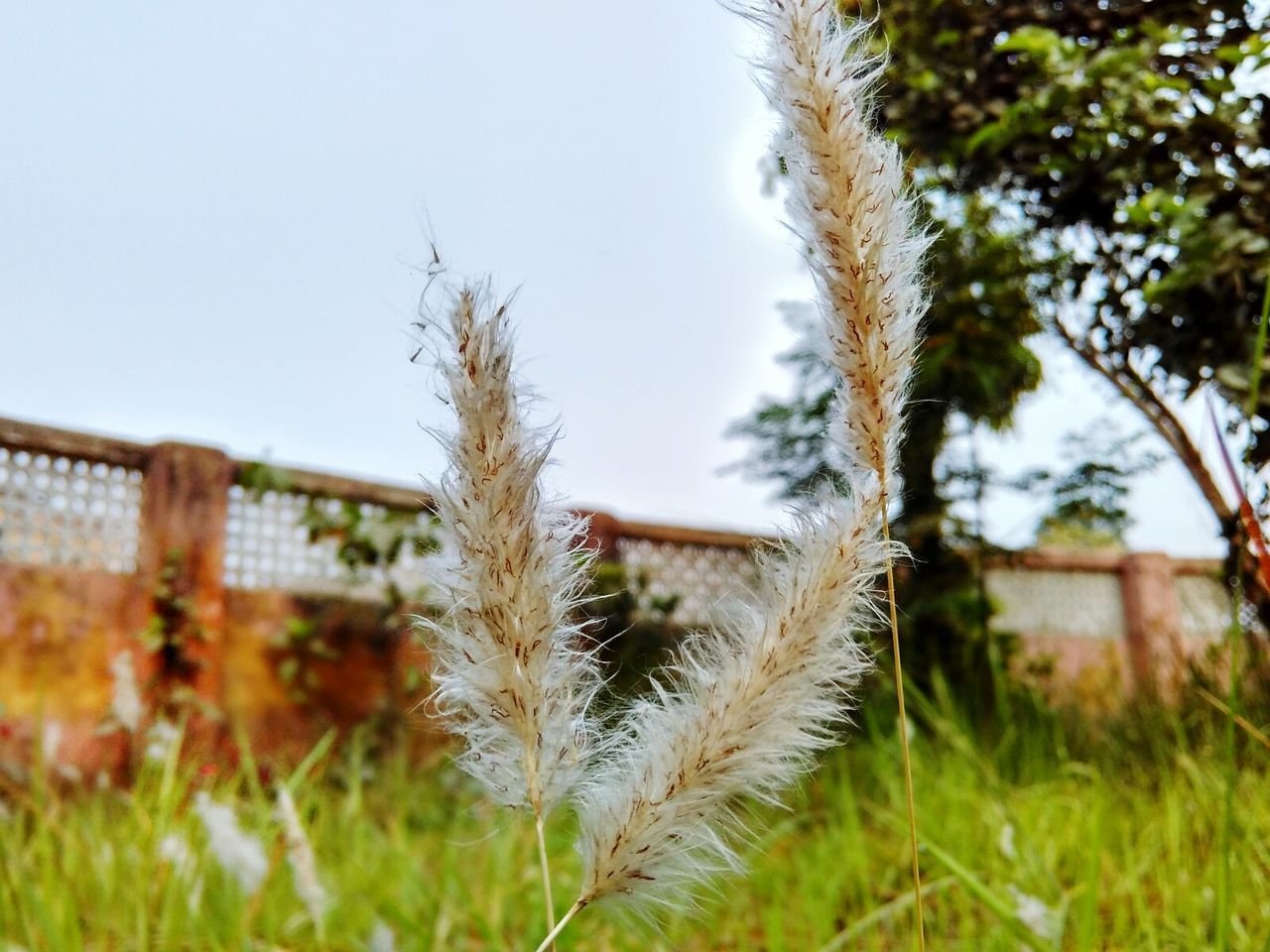 PLANTS GROWING ON FIELD