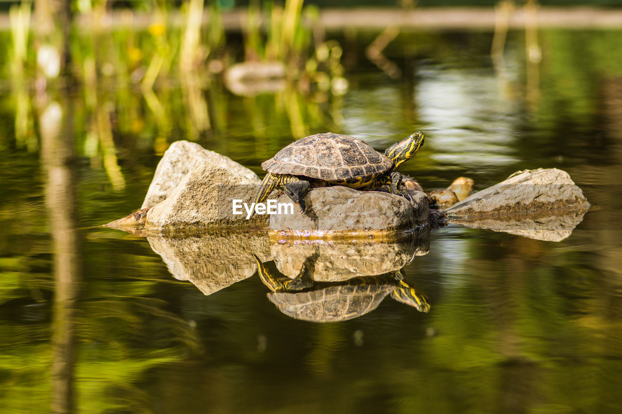 View of turtle in lake