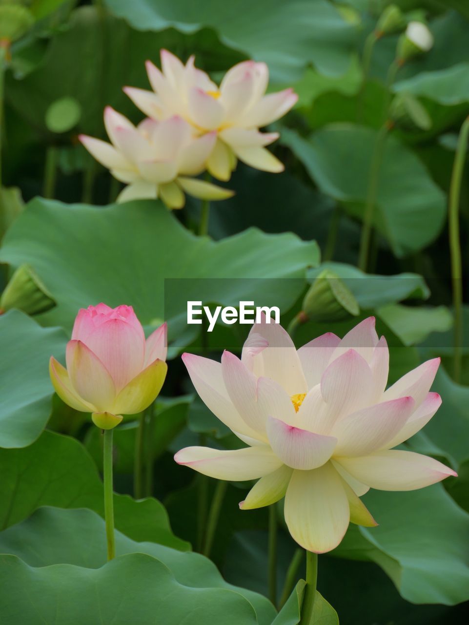 CLOSE-UP OF PINK FLOWERS BLOOMING OUTDOORS