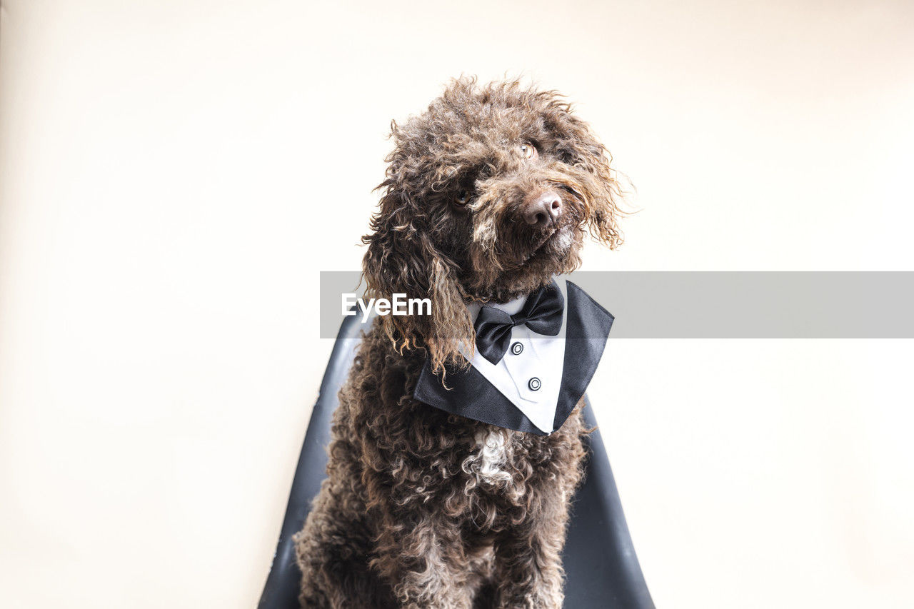 Elegant water dog in a tuxedo sitting on a chair. celebration concept.