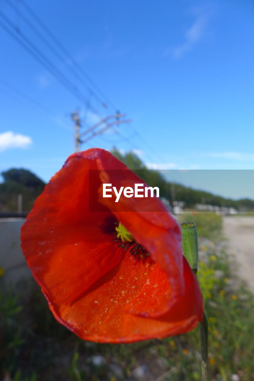 CLOSE-UP OF RED FLOWERS AGAINST SKY