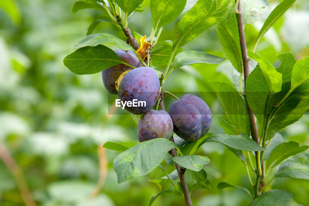 CLOSE-UP OF FRUIT GROWING ON TREE