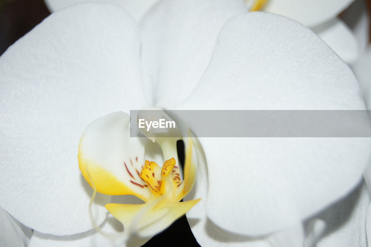 CLOSE-UP OF WHITE ORCHID FLOWER ON PLANT