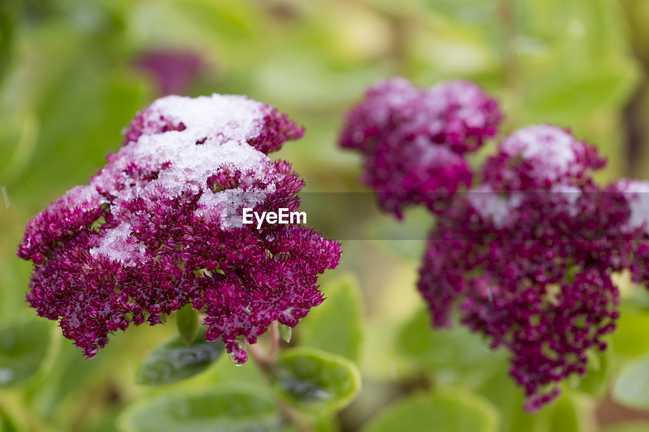 Closeup of red sedum flower with snow cap during a wet november morning