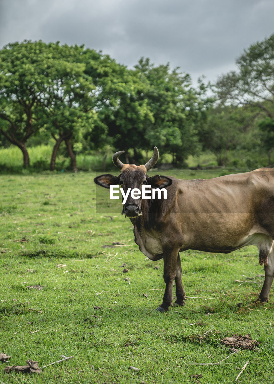Cow on field against trees