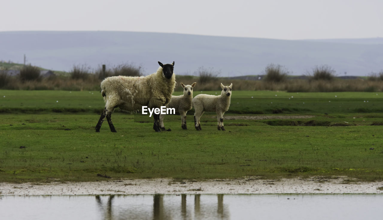 Sheep at lakeshore