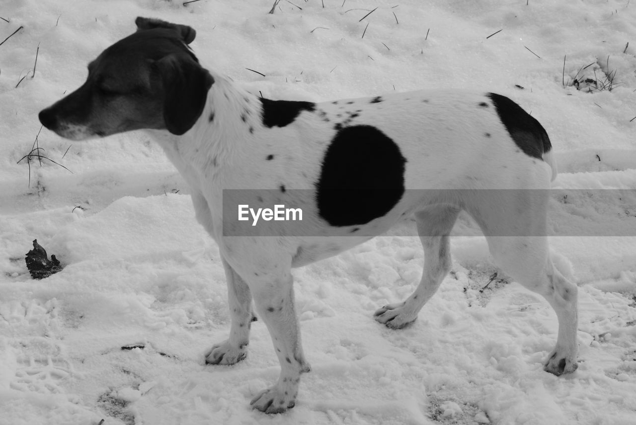 High angle view of dog on snow covered field