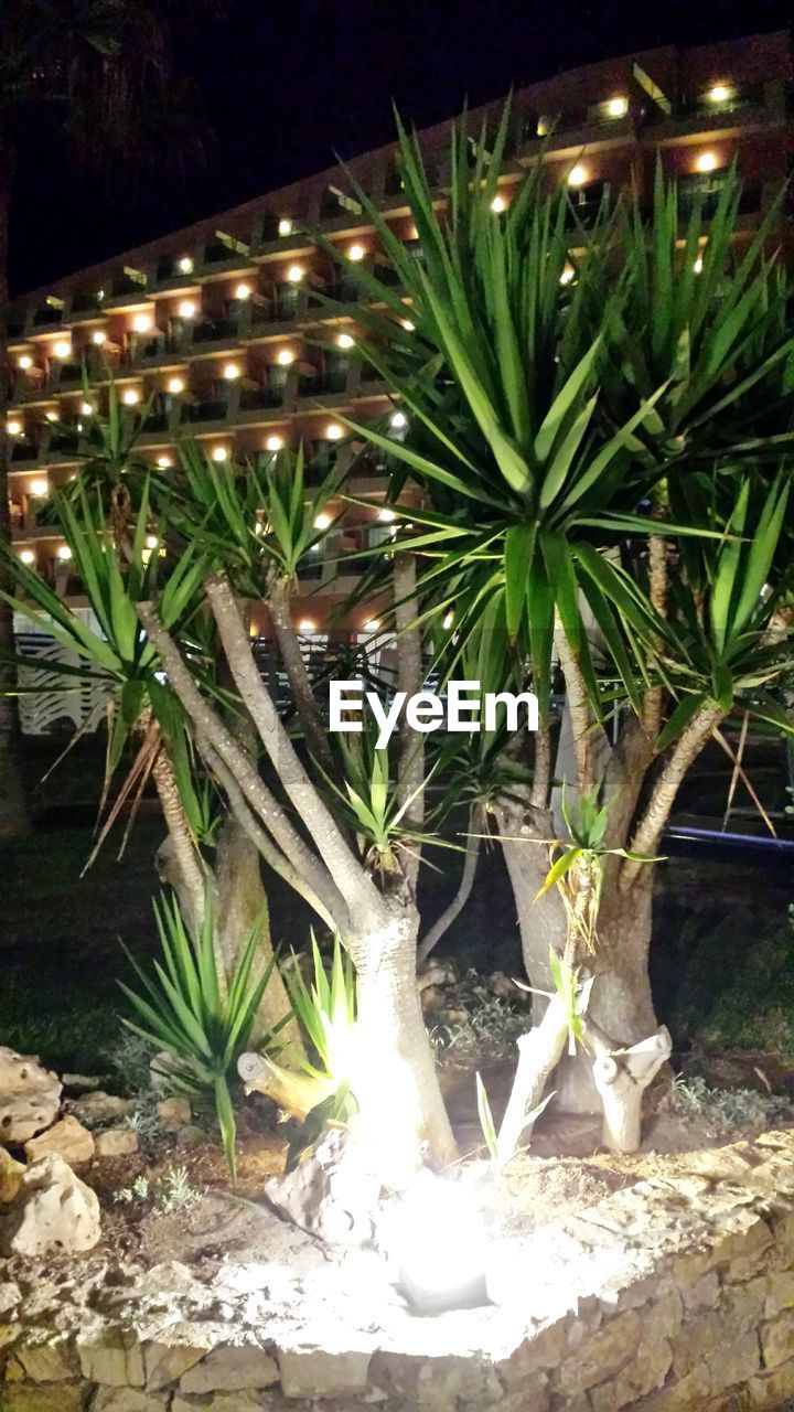PLANTS GROWING OUTDOORS