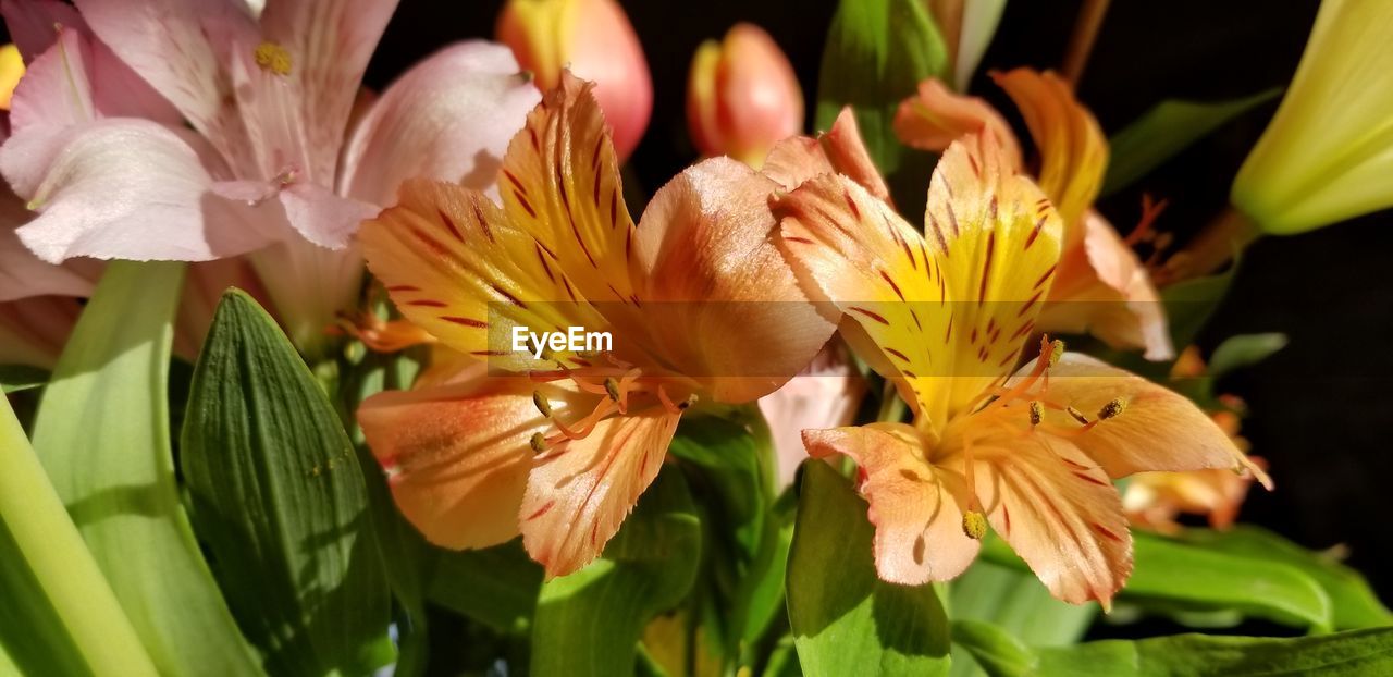 CLOSE-UP OF YELLOW LILY FLOWERS