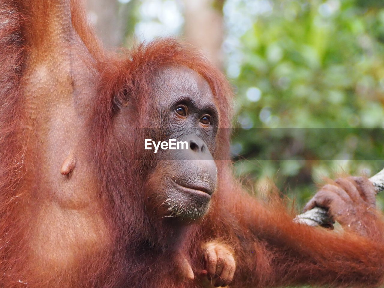 Close-up portrait of a orangutan