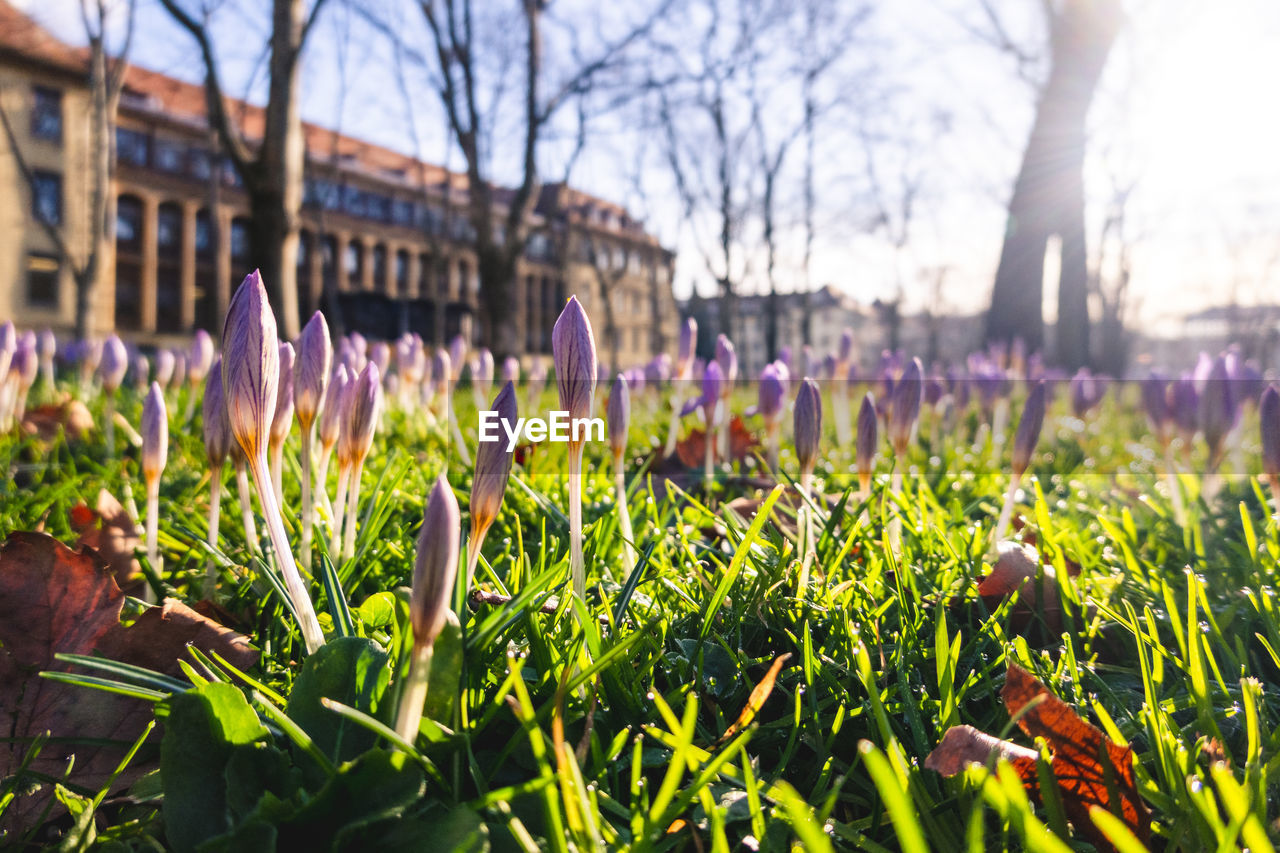Close-up of purple crocus flowers growing on field