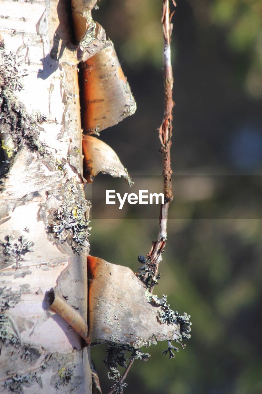 CLOSE-UP OF FROZEN PLANT ON TREE IN FOREST