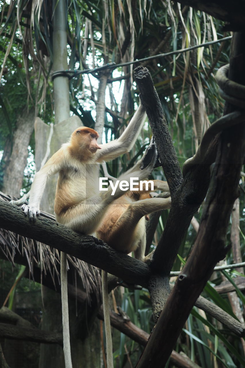 LOW ANGLE VIEW OF MONKEY SITTING ON TREE BRANCH