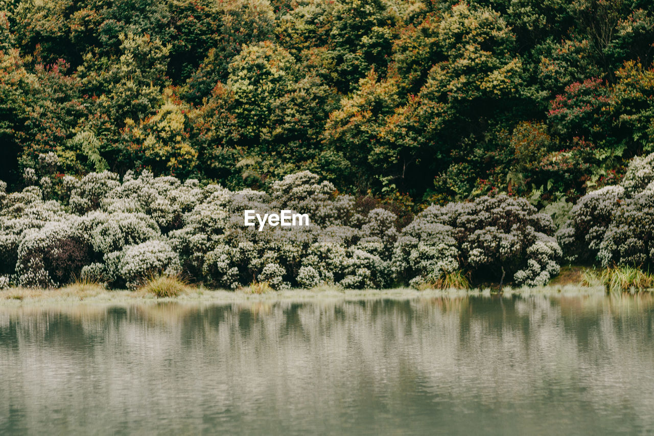 PLANTS BY LAKE IN FOREST