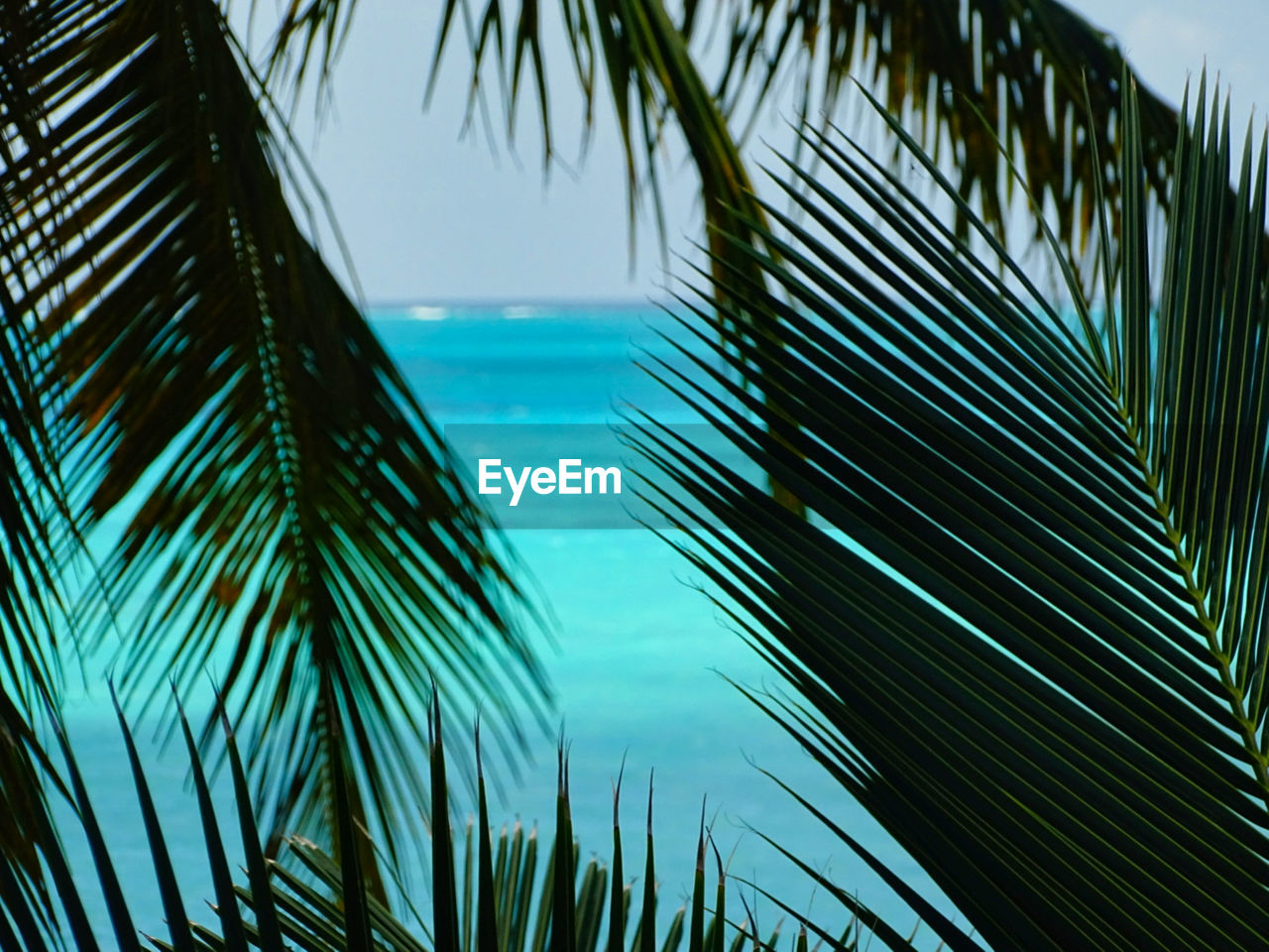 PALM TREE BY SWIMMING POOL AGAINST SEA