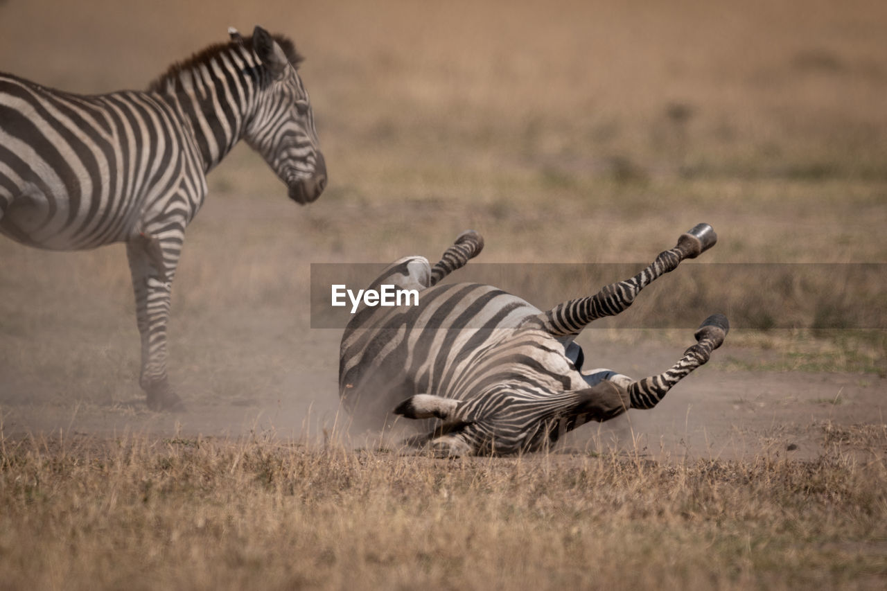 Plains zebra rolls on back beside mother