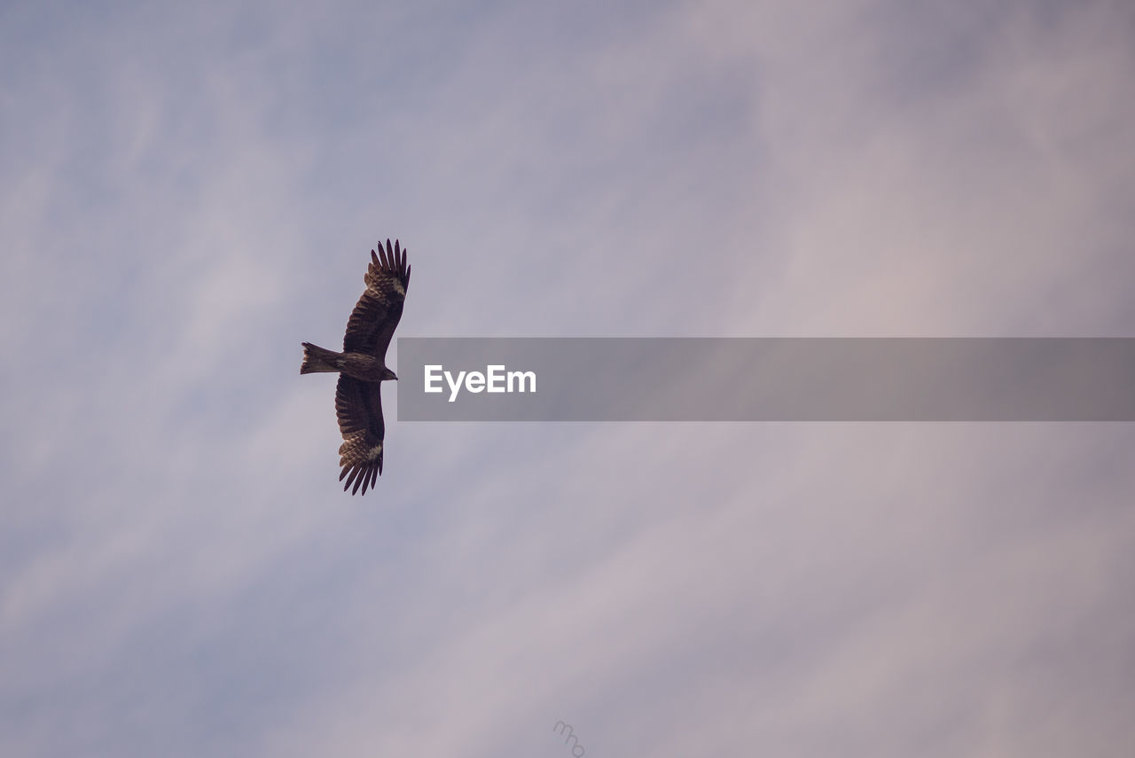 LOW ANGLE VIEW OF EAGLE FLYING AGAINST THE SKY