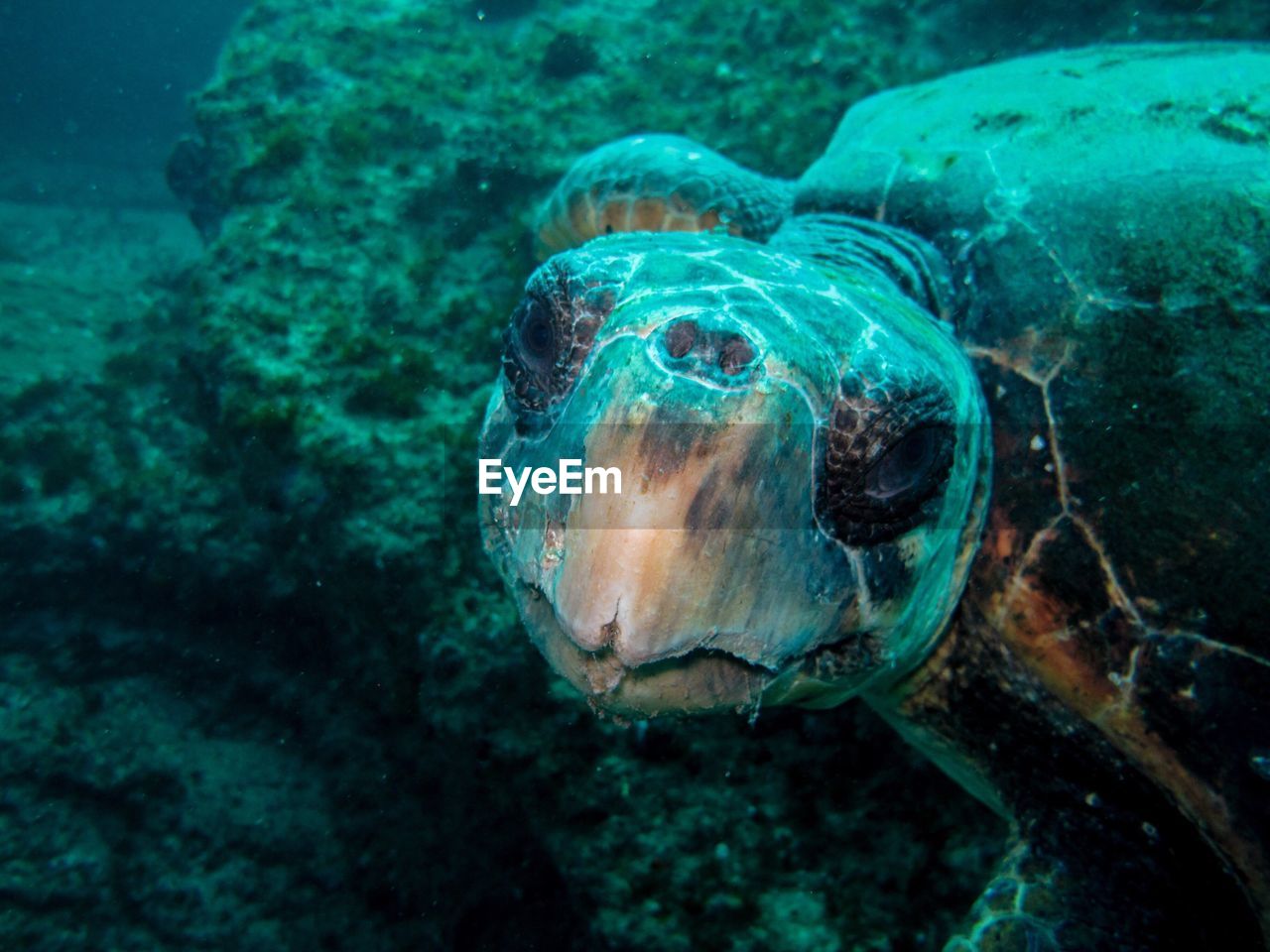 CLOSE-UP OF TURTLE SWIMMING