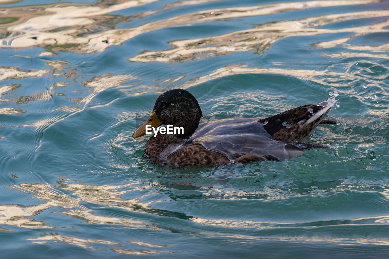animal themes, animal, animal wildlife, water, wildlife, bird, duck, swimming, one animal, nature, no people, sea, water bird, ducks, geese and swans, day, mallard, reflection, rippled, waterfront, poultry, high angle view, outdoors, wing, wave, beak