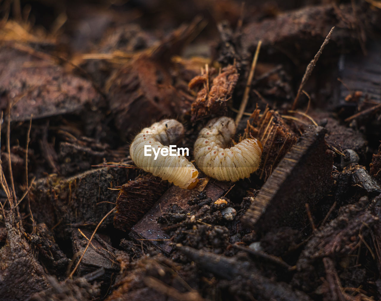 CLOSE-UP OF MUSHROOMS ON FIELD