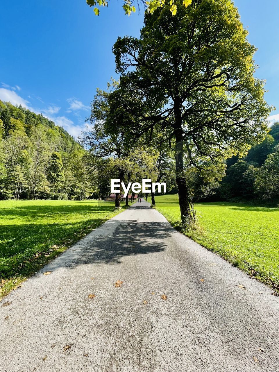 ROAD AMIDST TREES AND PLANTS IN PARK