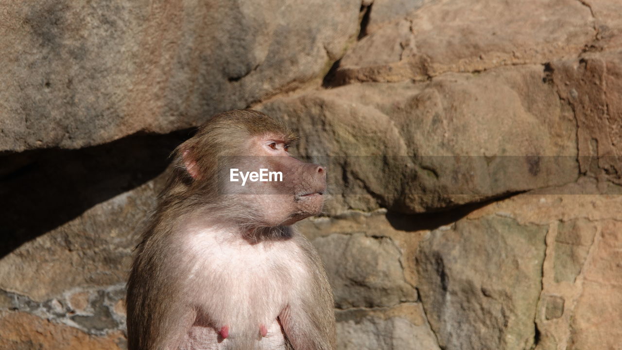animal themes, animal, mammal, animal wildlife, monkey, primate, one animal, wildlife, macaque, rock, old world monkey, baboon, no people, nature, ape, outdoors, sitting, looking, day, animal body part