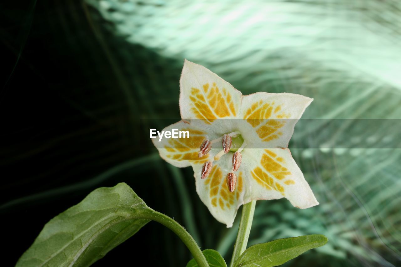 Close-up of yellow flowering plant