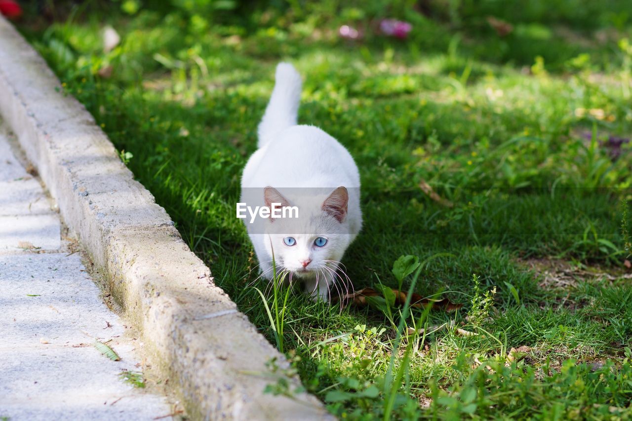 Portrait of cat on grass