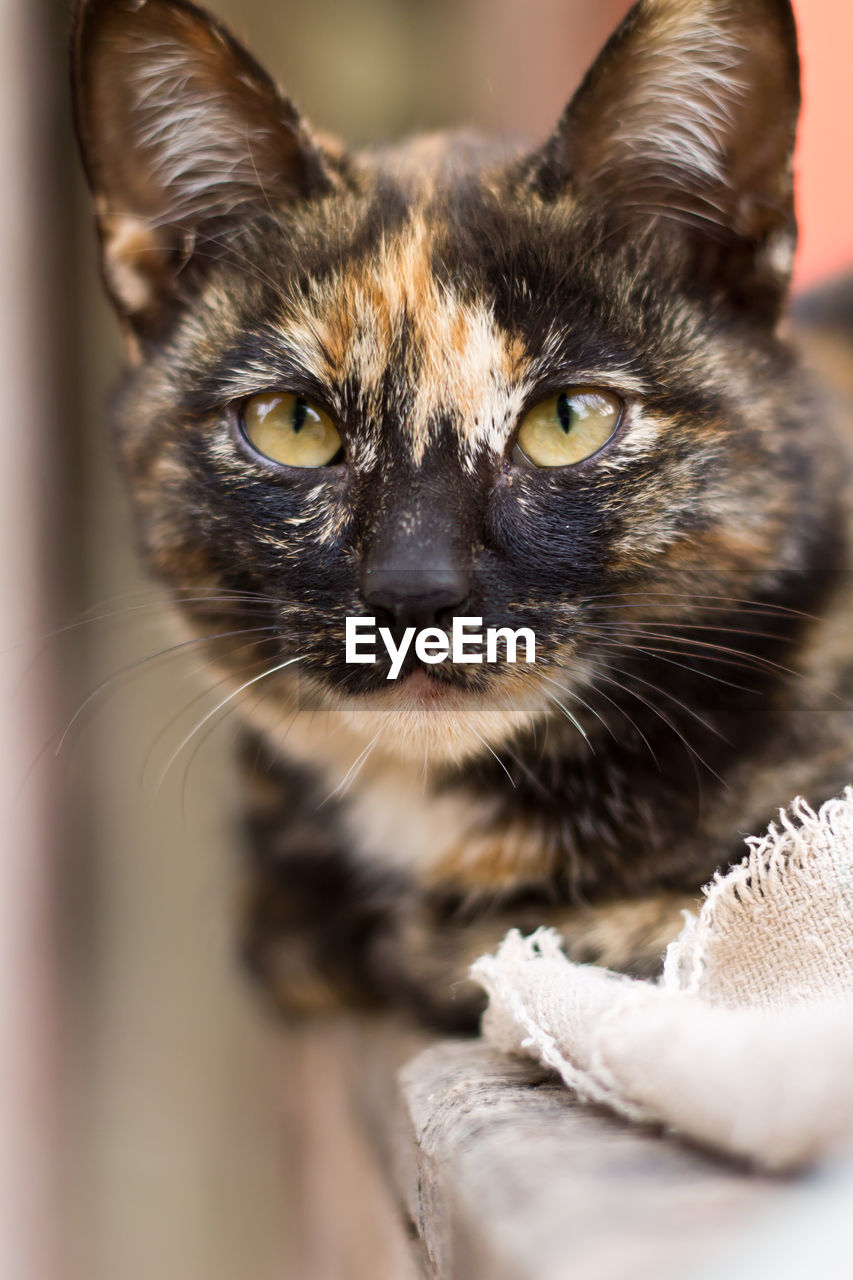 Close-up portrait of cat