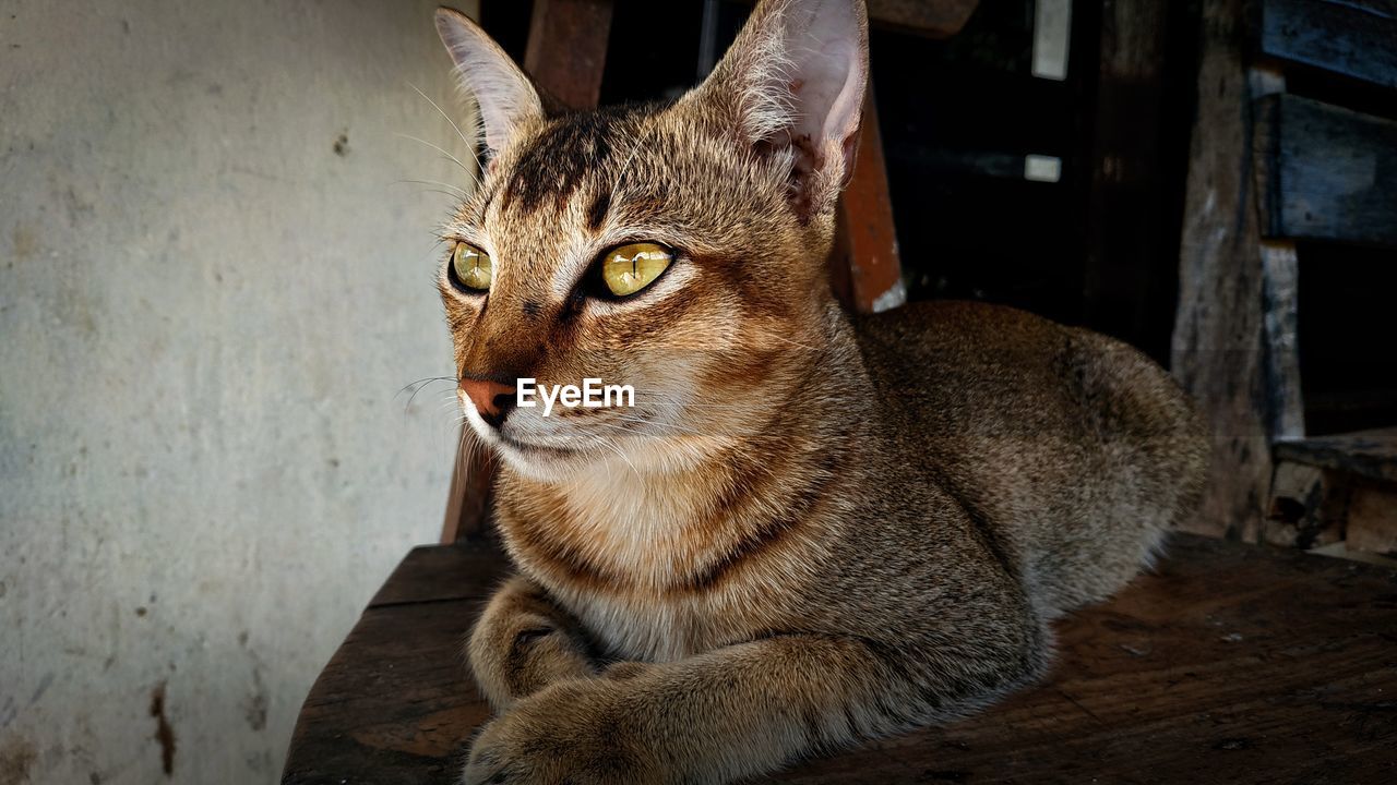 CLOSE-UP OF TABBY CAT LOOKING AWAY