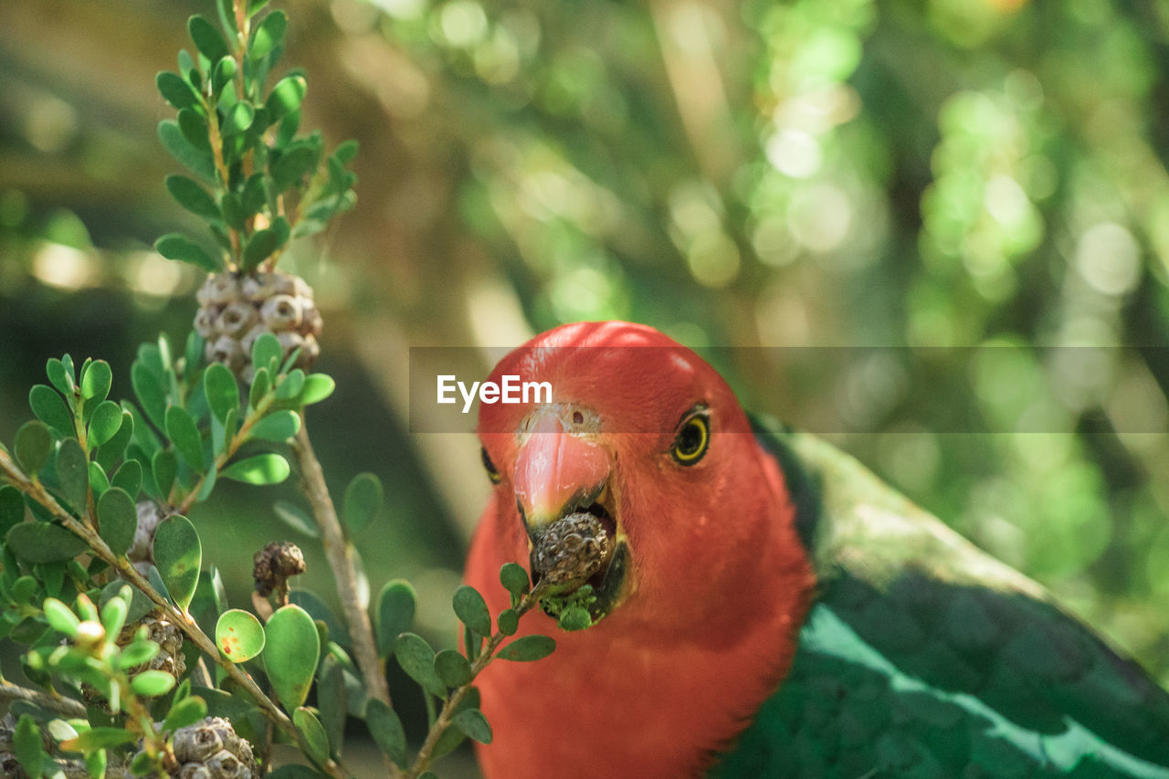 The australian king parrot, red and green colors