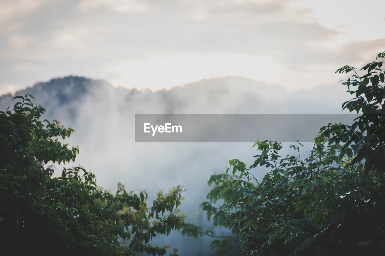 LOW ANGLE VIEW OF TREES AND MOUNTAIN AGAINST SKY