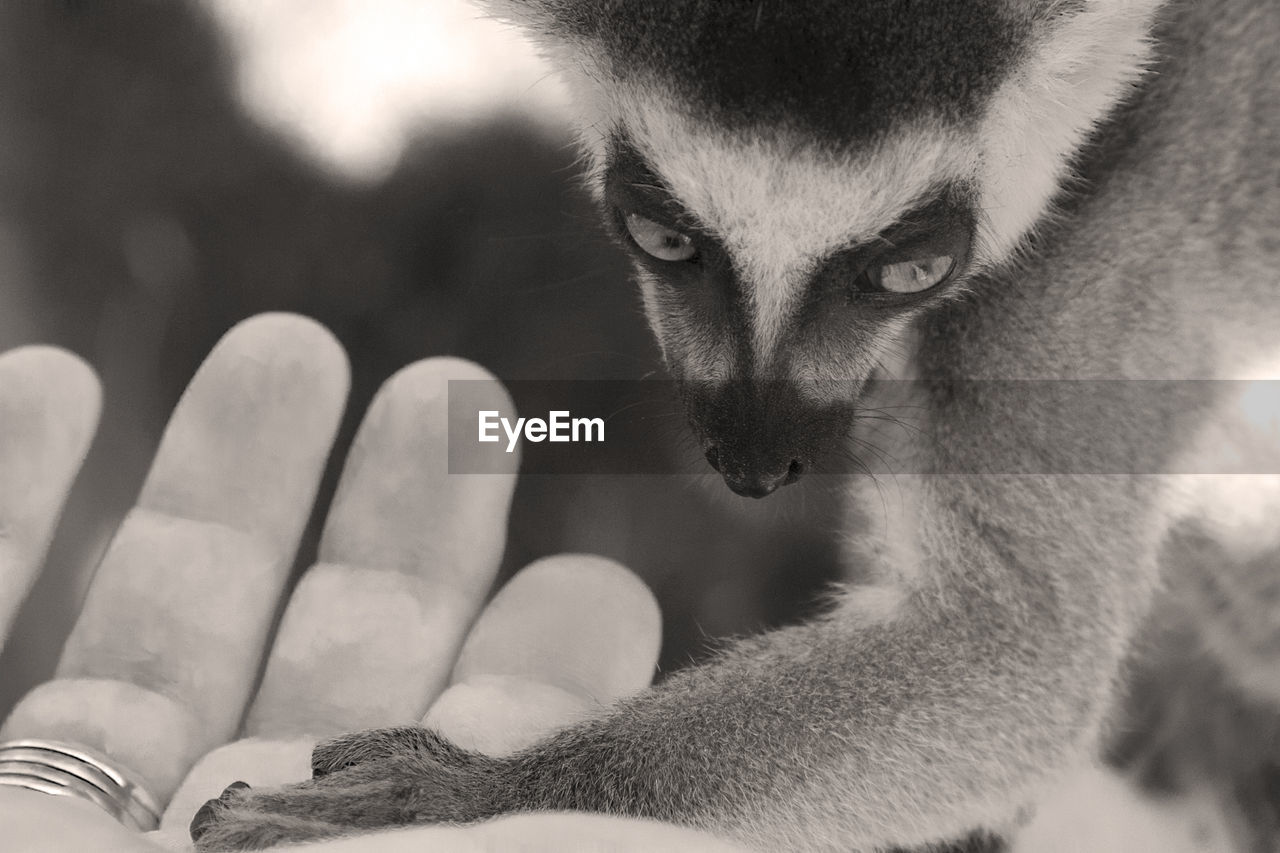 Close-up of hands and lemur