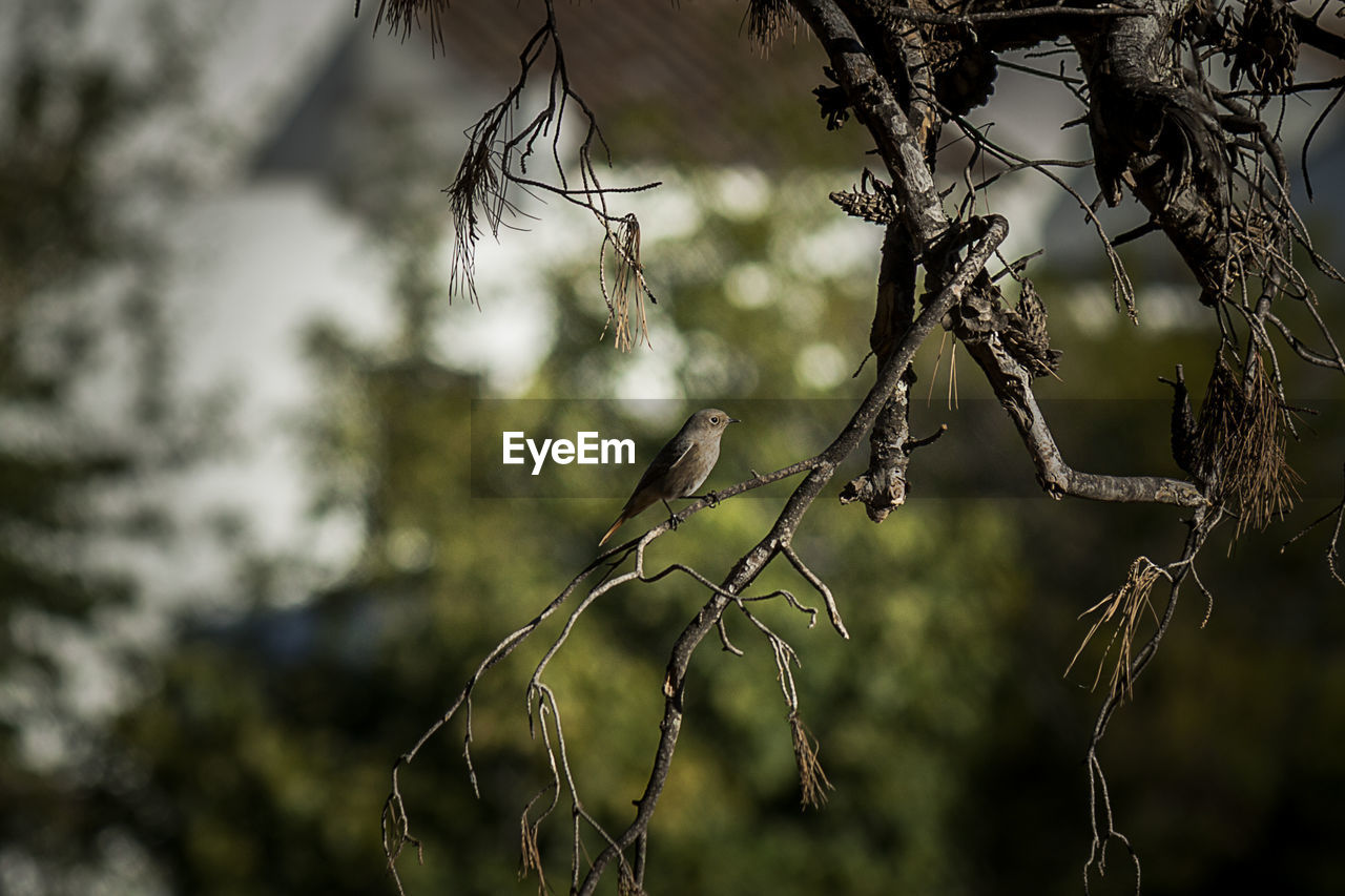 CLOSE-UP OF BRANCH
