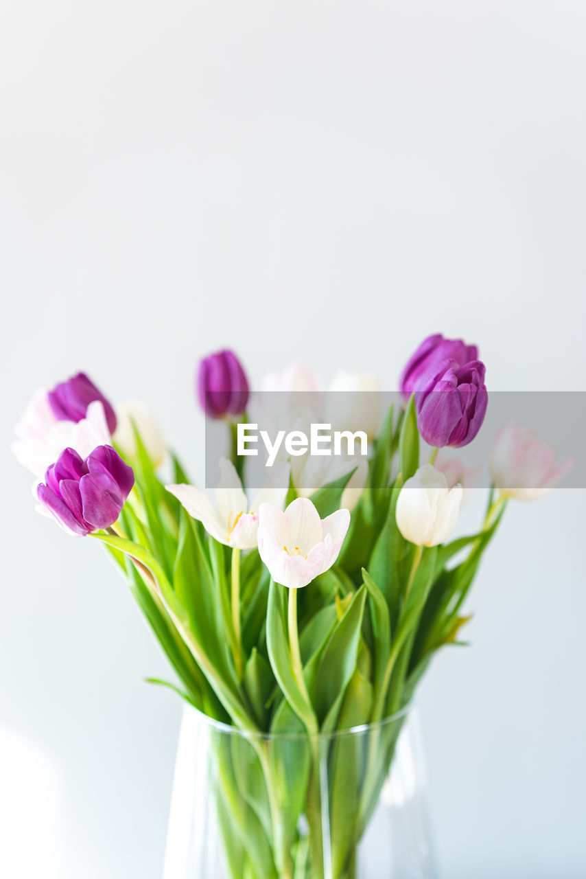 Close-up of pink tulips against white background